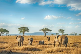 Serengeti National Park