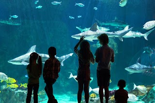 Loveland Living Planet Aquarium