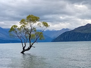 Wānaka Willow Tree