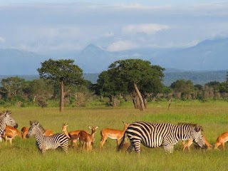 Mikumi National Park
