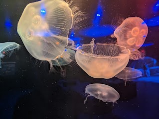 Newport Aquarium