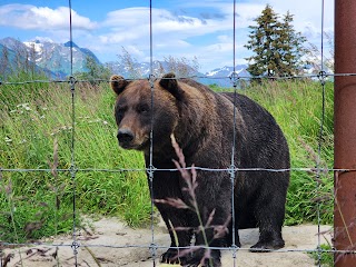 Alaska Wildlife Conservation Center